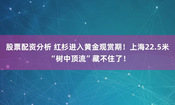 股票配资分析 红杉进入黄金观赏期！上海22.5米“树中顶流”藏不住了！