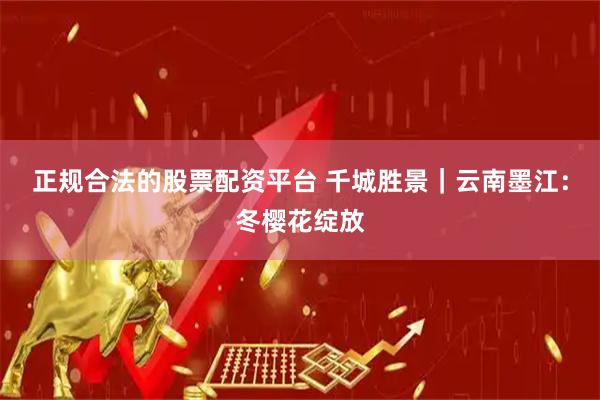 正规合法的股票配资平台 千城胜景｜云南墨江：冬樱花绽放
