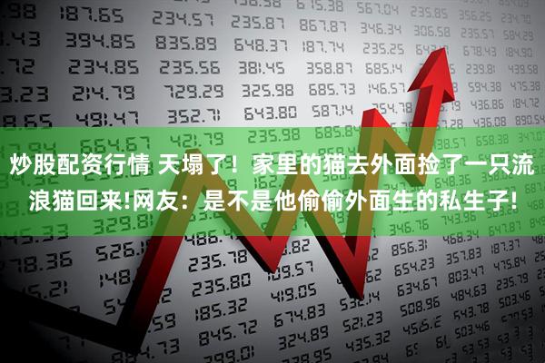 炒股配资行情 天塌了！家里的猫去外面捡了一只流浪猫回来!网友：是不是他偷偷外面生的私生子!