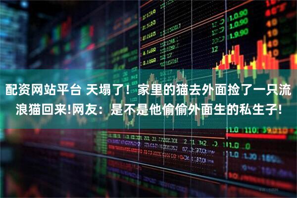 配资网站平台 天塌了！家里的猫去外面捡了一只流浪猫回来!网友：是不是他偷偷外面生的私生子!